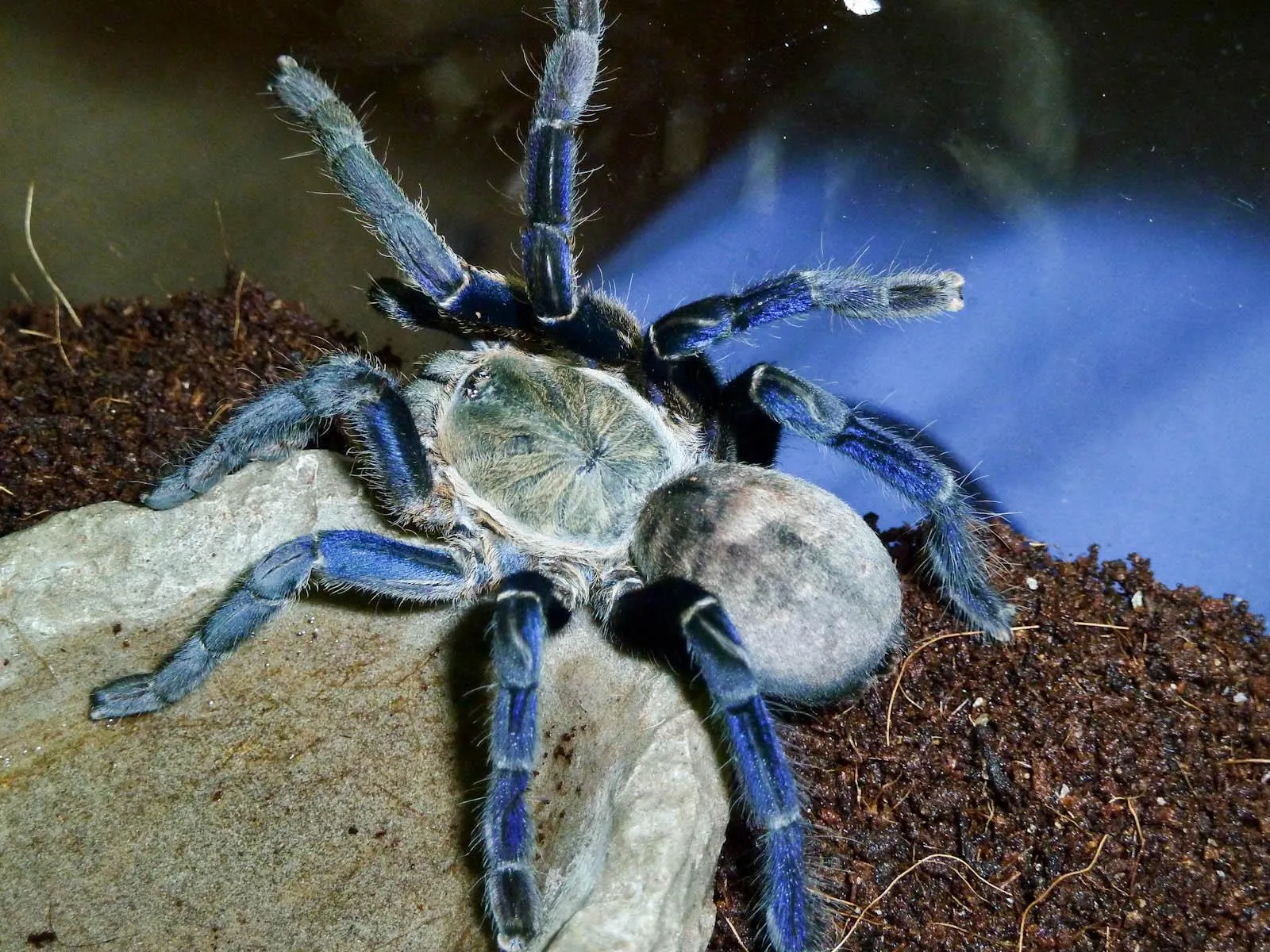 23562 cobalt blue tarantula close up
