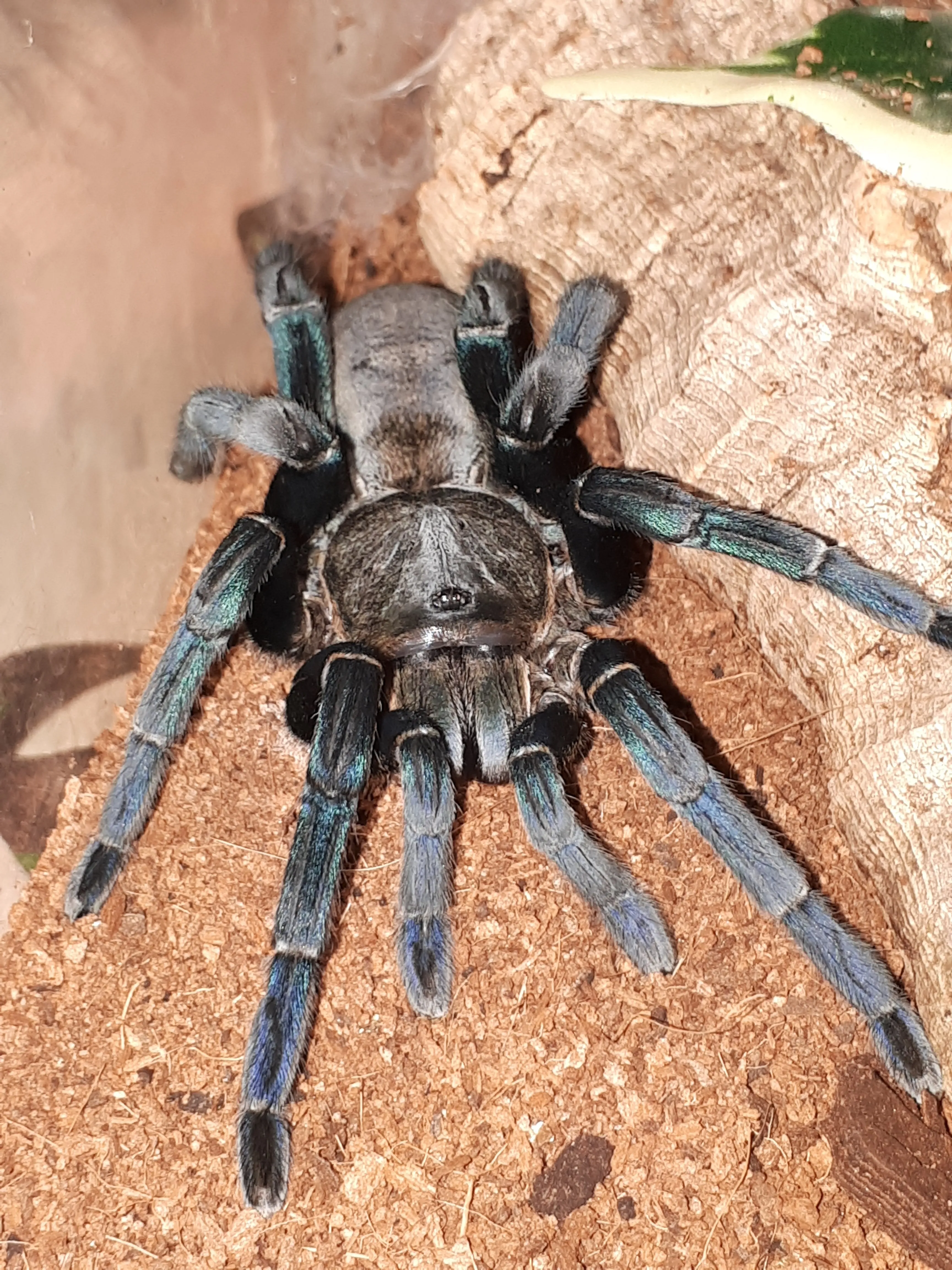 /img/23562-cobalt-blue-tarantula-eggs.webp