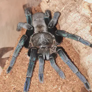 /img/23562-cobalt-blue-tarantula-eggs.webp