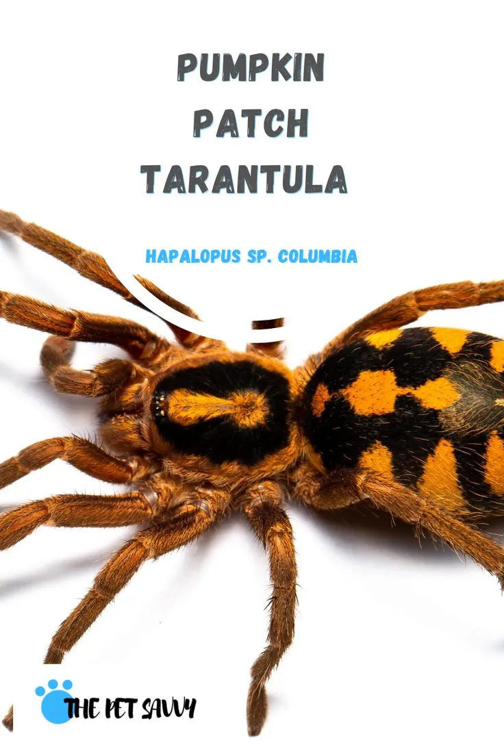 23565 old world tarantula in pumpkin patch 1