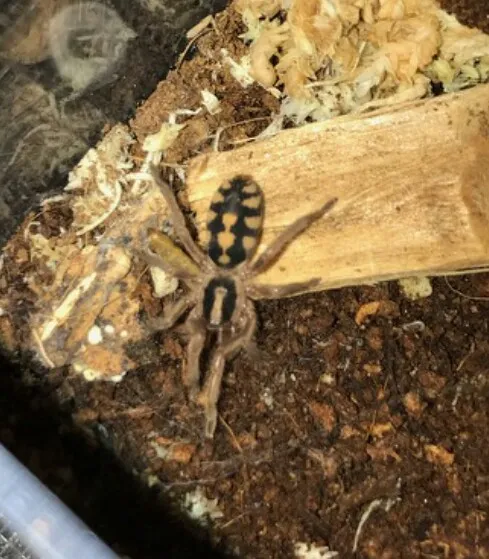 23565 old world tarantula in pumpkin patch 3