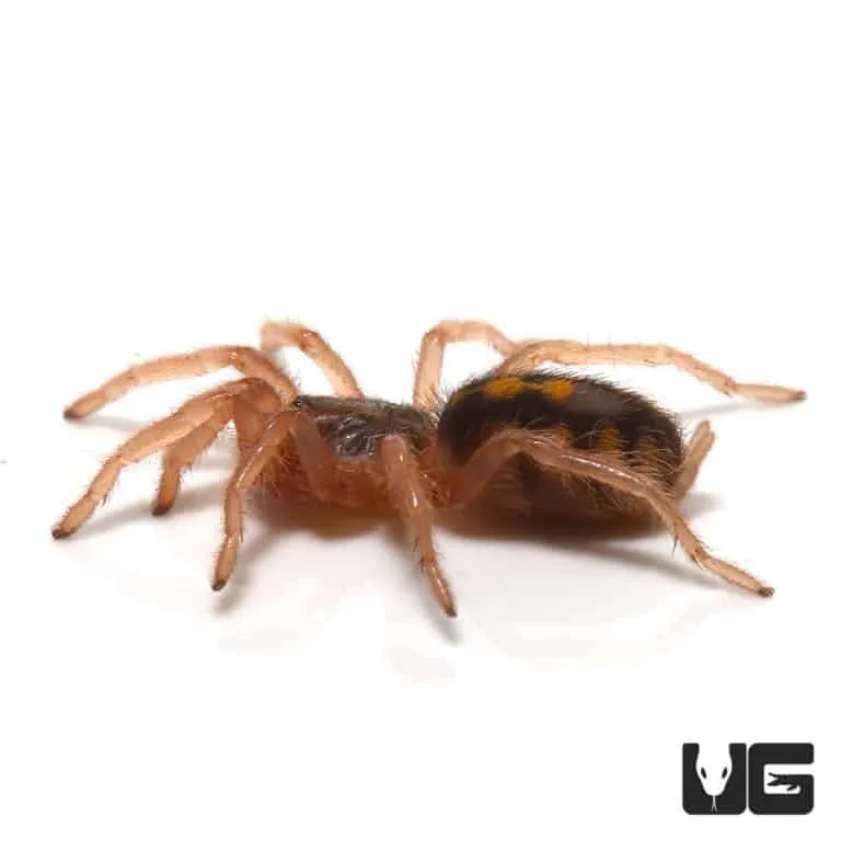 23565 old world tarantula in pumpkin patch 4