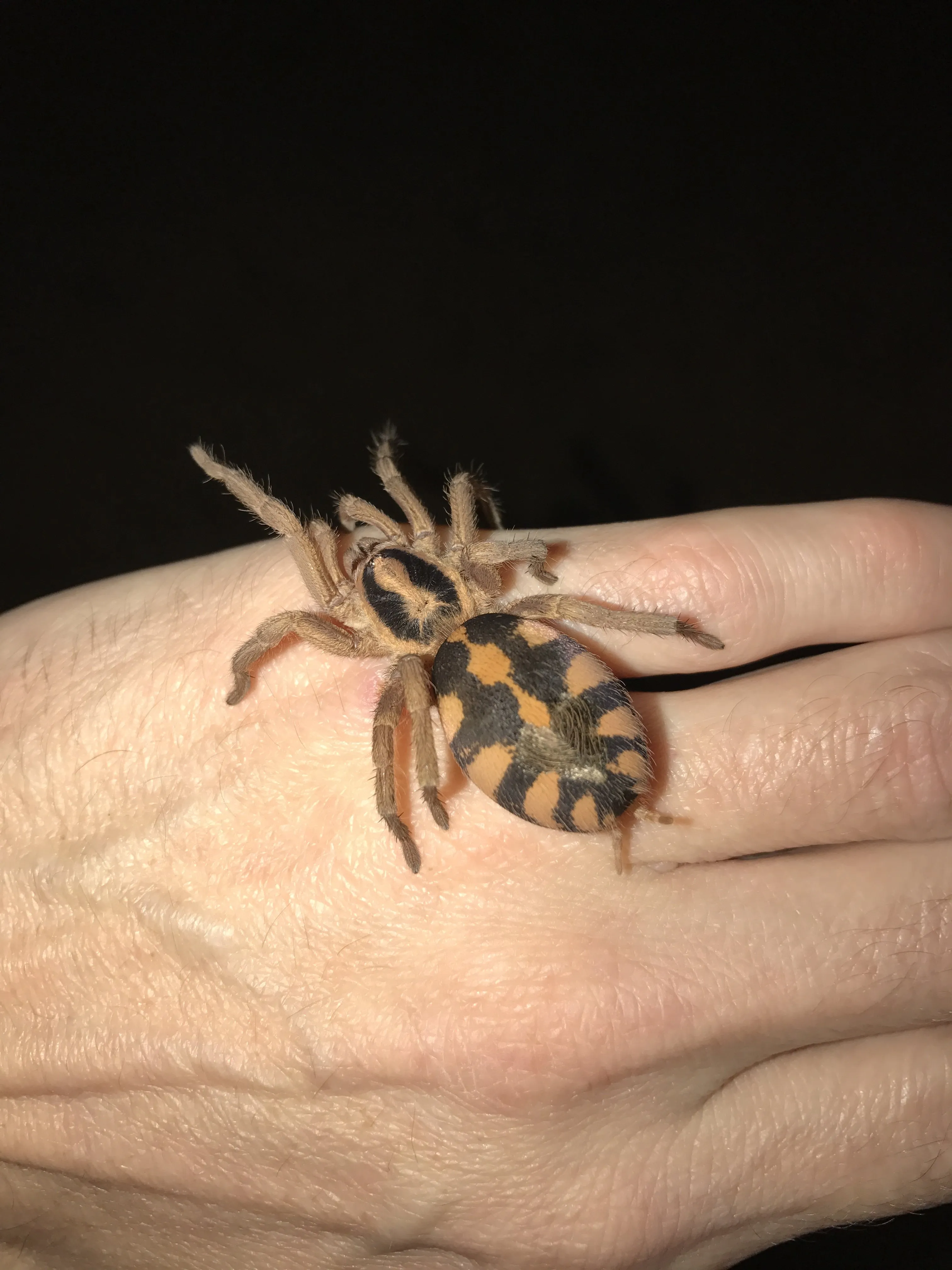 23565 old world tarantula in pumpkin patch 5