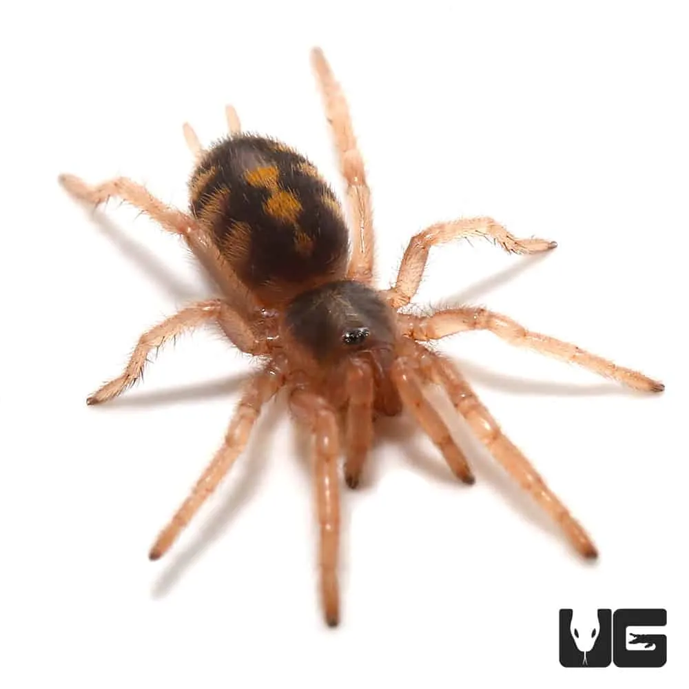 23565 old world tarantula in pumpkin patch 6