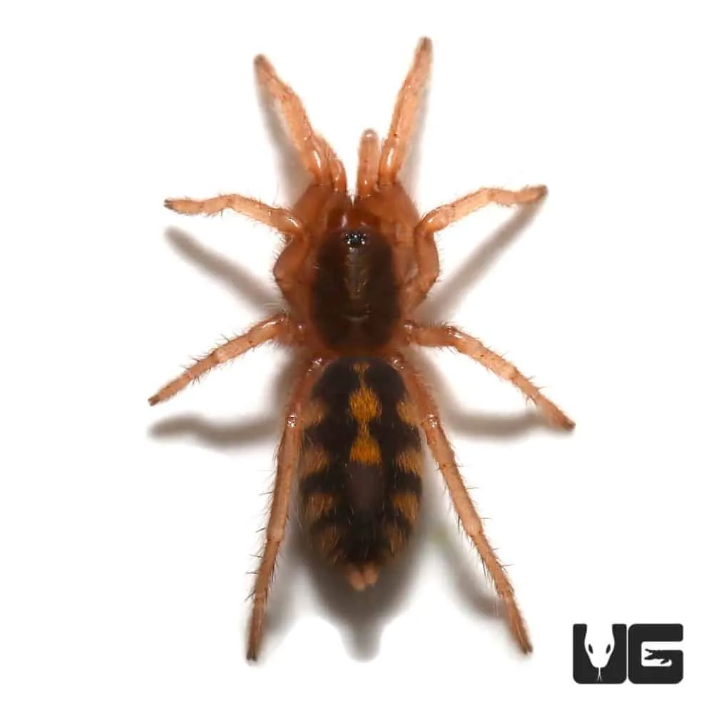 /img/23565-old-world-tarantula-in-pumpkin-patch-7.webp