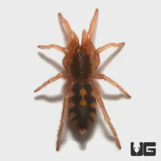 /img/23565-old-world-tarantula-in-pumpkin-patch-7.webp