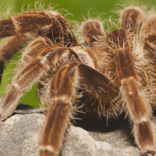 /img/23566-tarantula-defensive-mechanisms.webp
