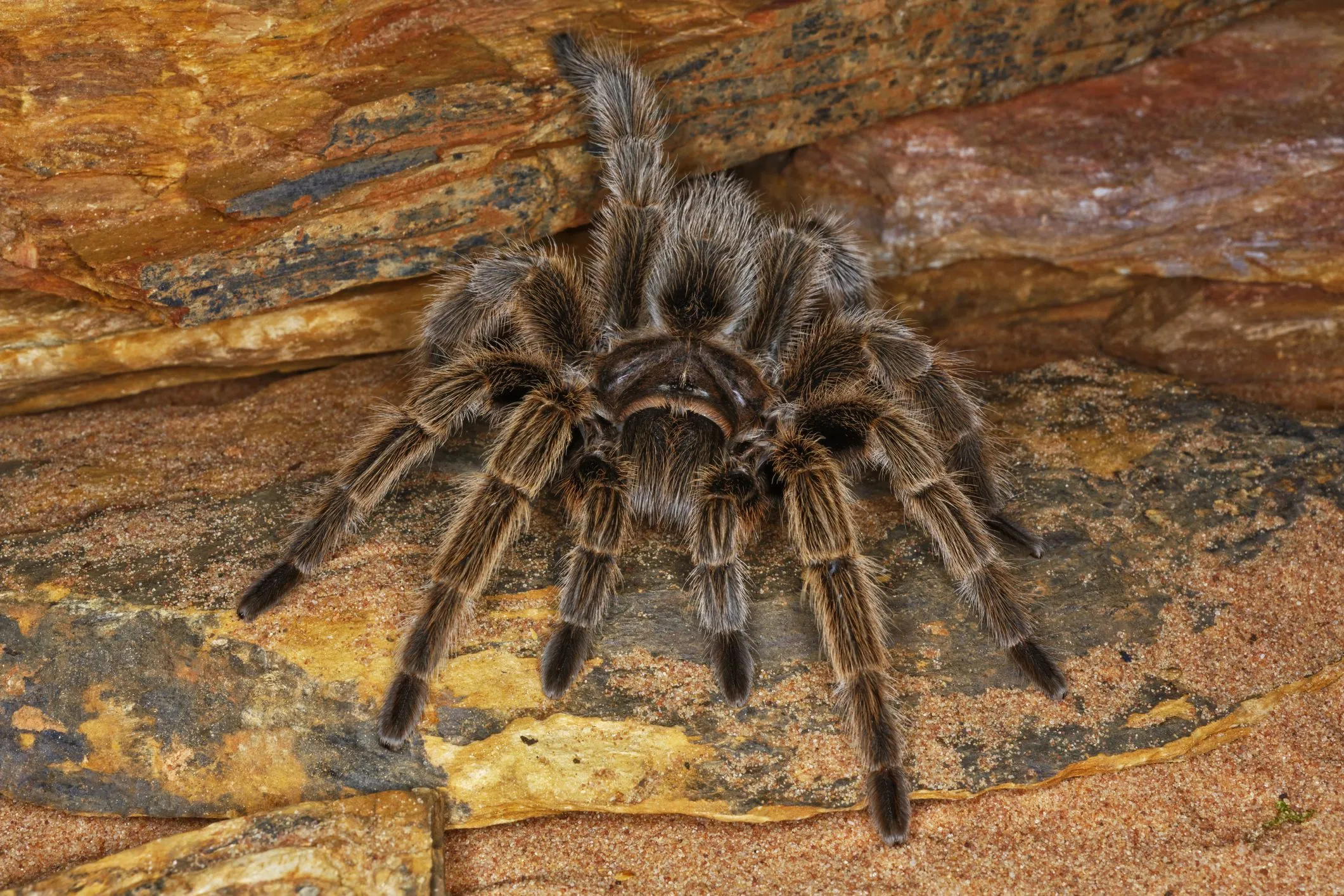 23566 tarantula feeding guide