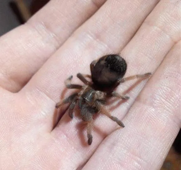 23566 tarantula legal ownership australia