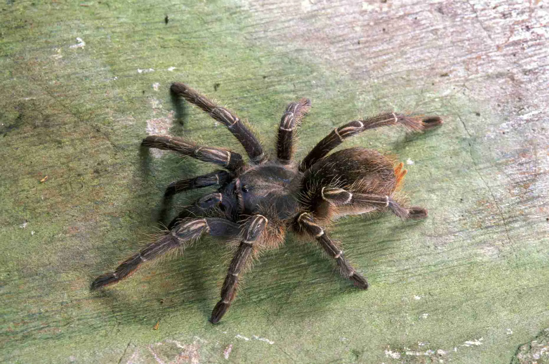 23566 tarantula molting process