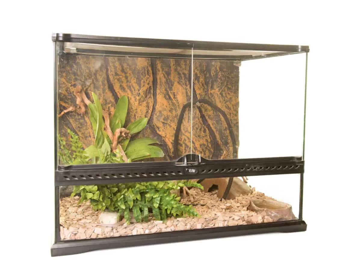 23567 tarantula decor