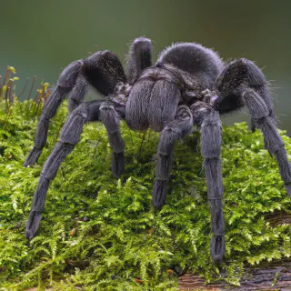 /img/23568-tarantula-eggs.webp