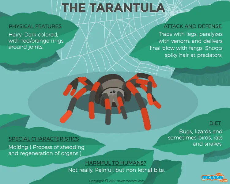 23568 tarantula feeding