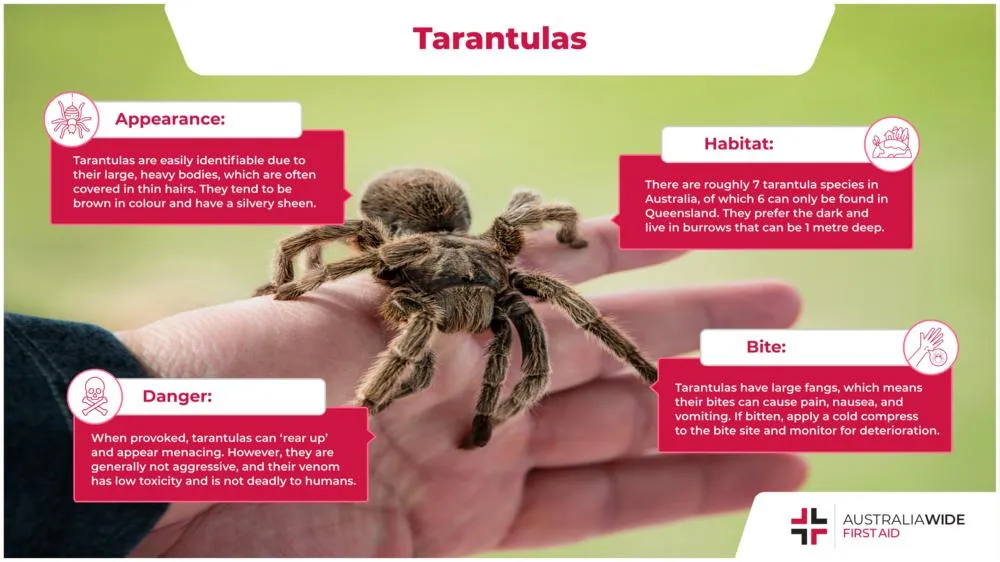 23568 tarantula habitat