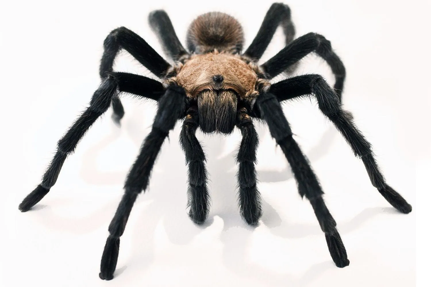 23568 tarantula molting