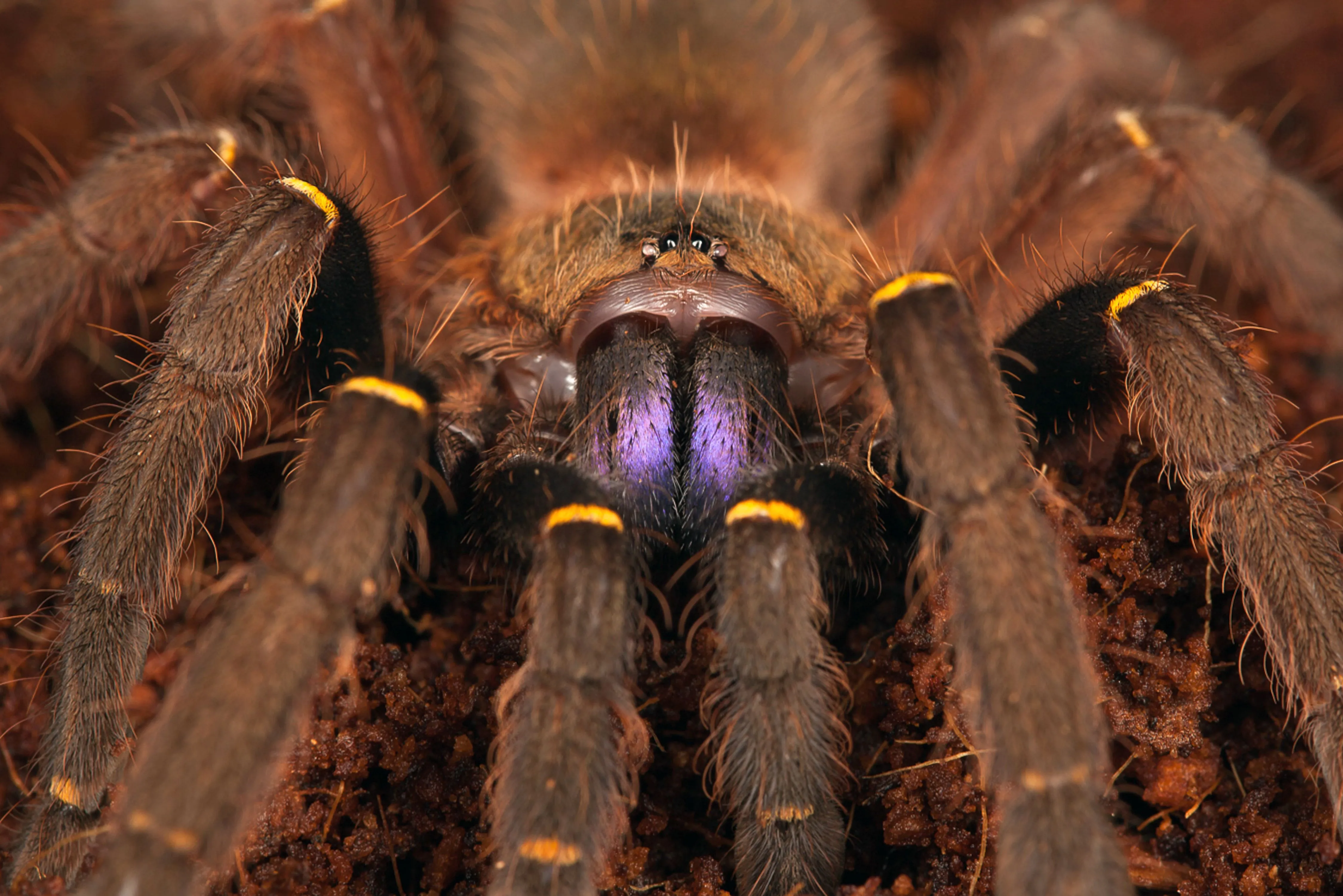 23568 tarantula species