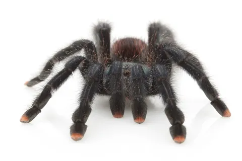 /img/23571-local-pet-store-tarantulas.webp