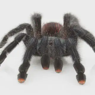 /img/23571-local-pet-store-tarantulas.webp