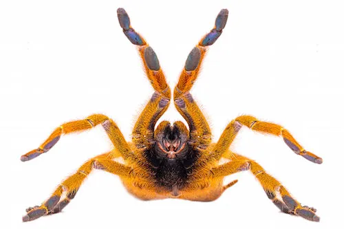 23571 tarantula breeding practices