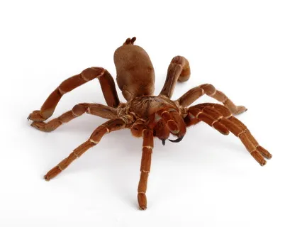 23571 tarantula customer service