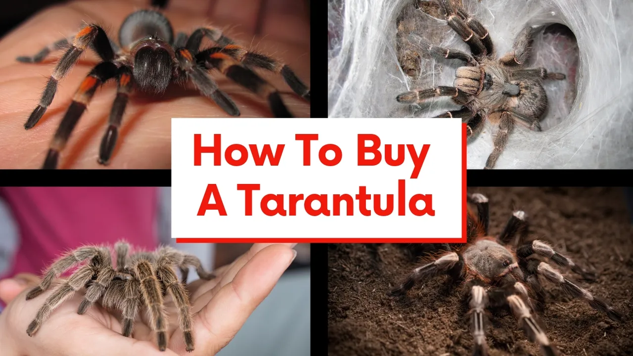 23571 tarantula seller reputation