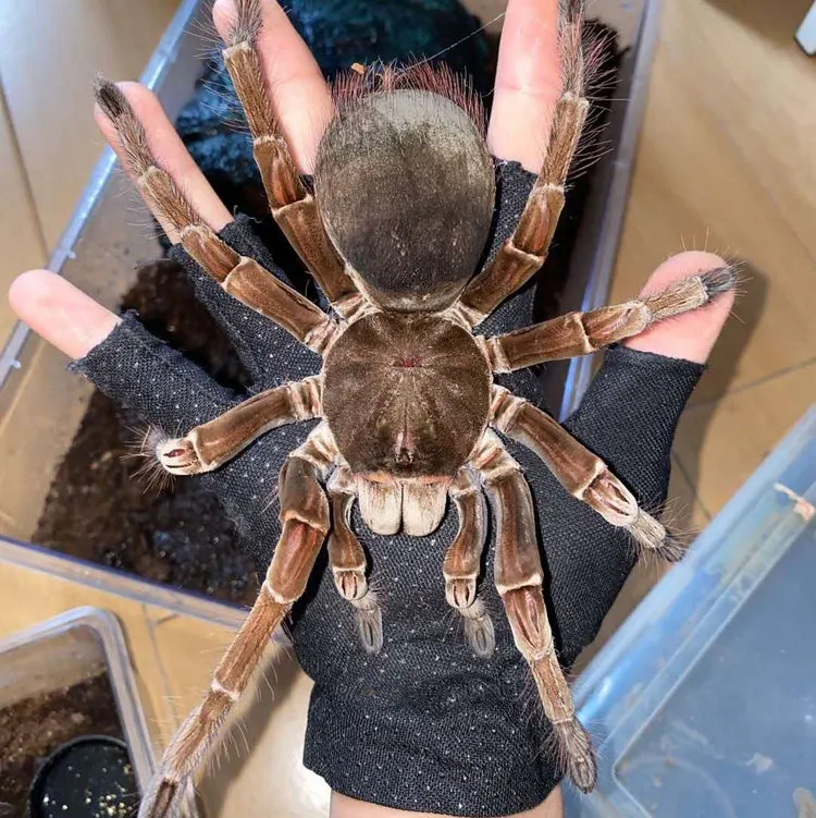 23571 tarantula sellers near me introduction
