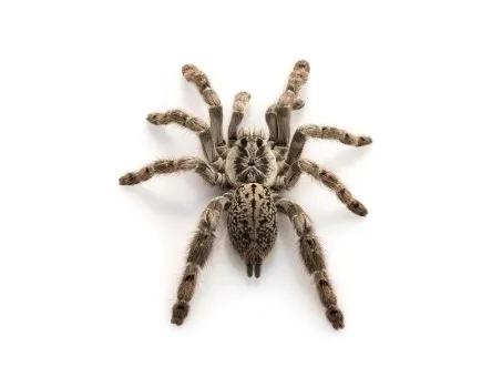 23571 tarantula shipping and delivery
