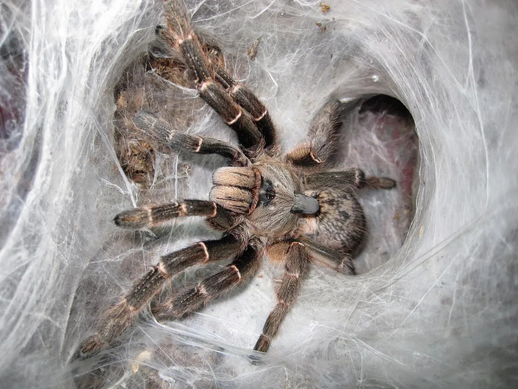 23571 tarantula species for sale
