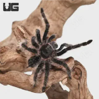 /img/23572-tarantula-habitat.webp