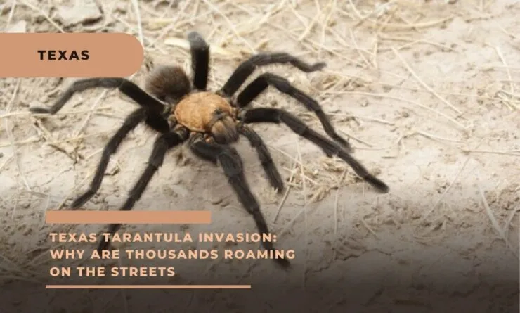 23573 pet tarantula safety