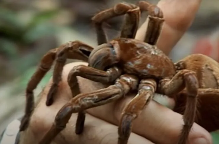 23573 safe tarantula observation