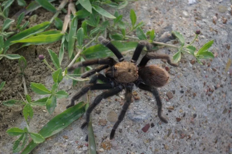 /img/23573-tarantula-ecosystem.webp