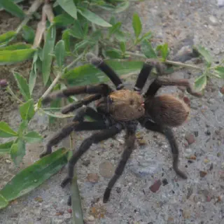 /img/23573-tarantula-ecosystem.webp