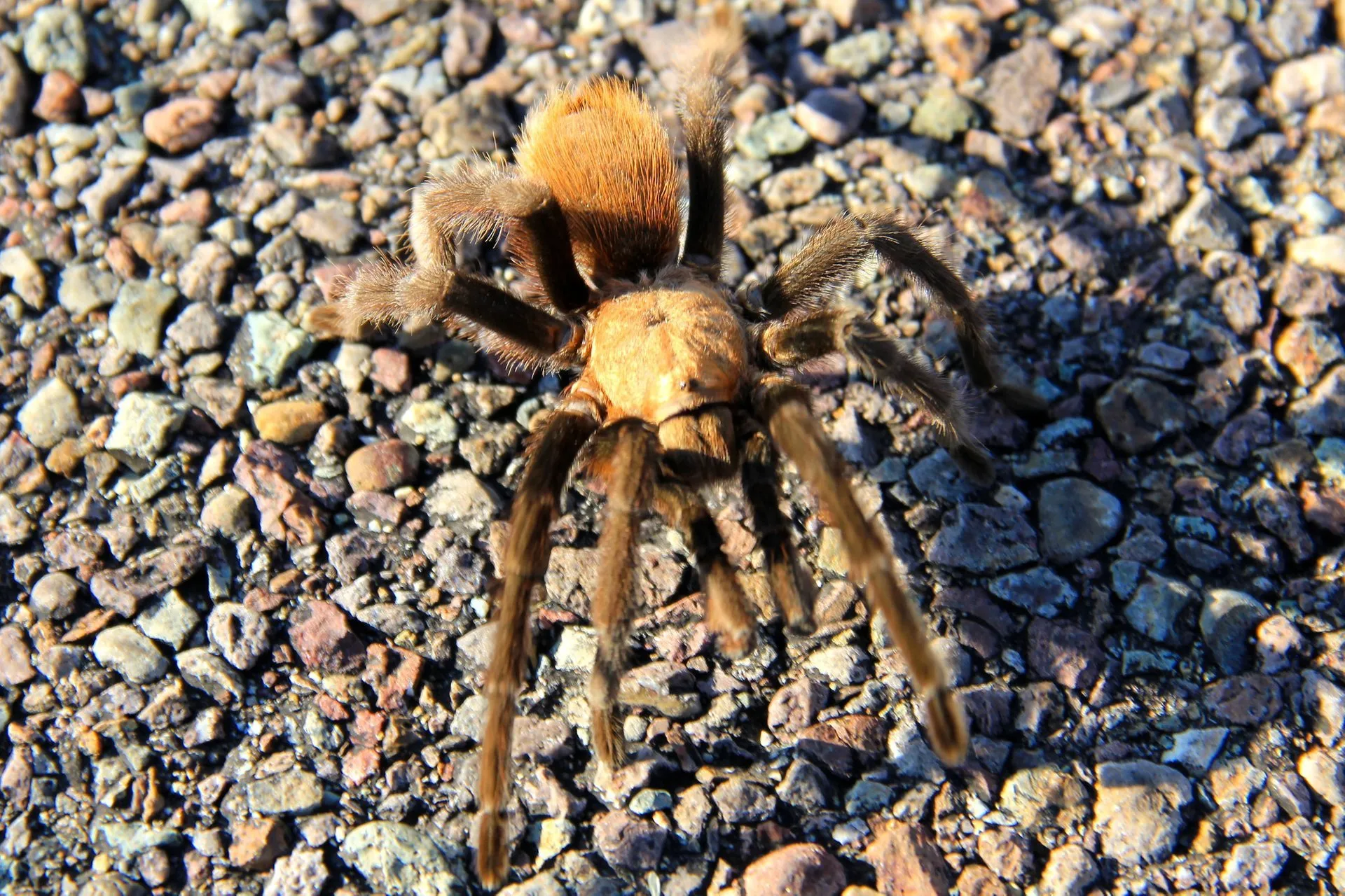 23573 tarantula encounter advice