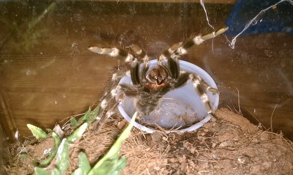 23574 gentle brush tarantula handling