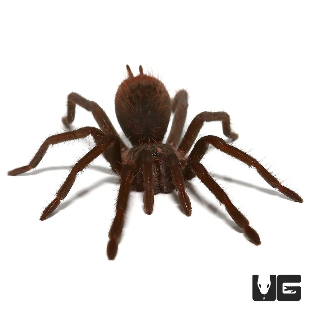 /img/23575-colombian-lesserblack-tarantula-breeding.webp