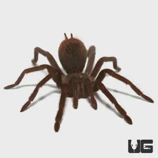 /img/23575-colombian-lesserblack-tarantula-breeding.webp