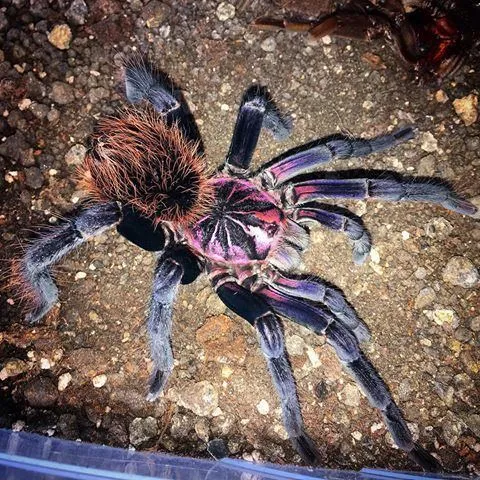 23575 colombian lesserblack tarantula feeding