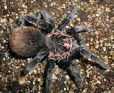 23575 colombian lesserblack tarantula overview