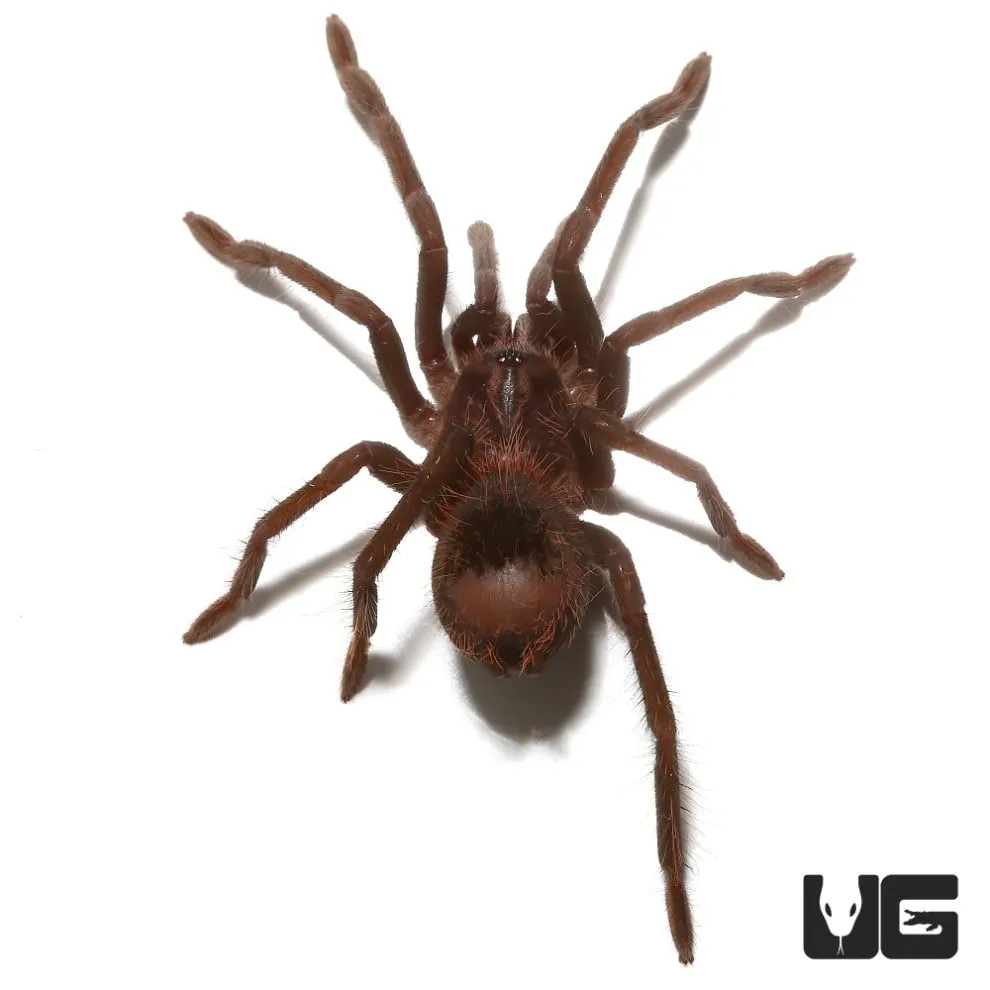 23575 lesserblack tarantula enclosure