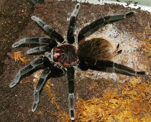 23575 lesserblack tarantula handling