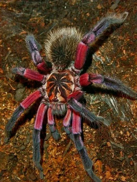 23575 lesserblack tarantula molting