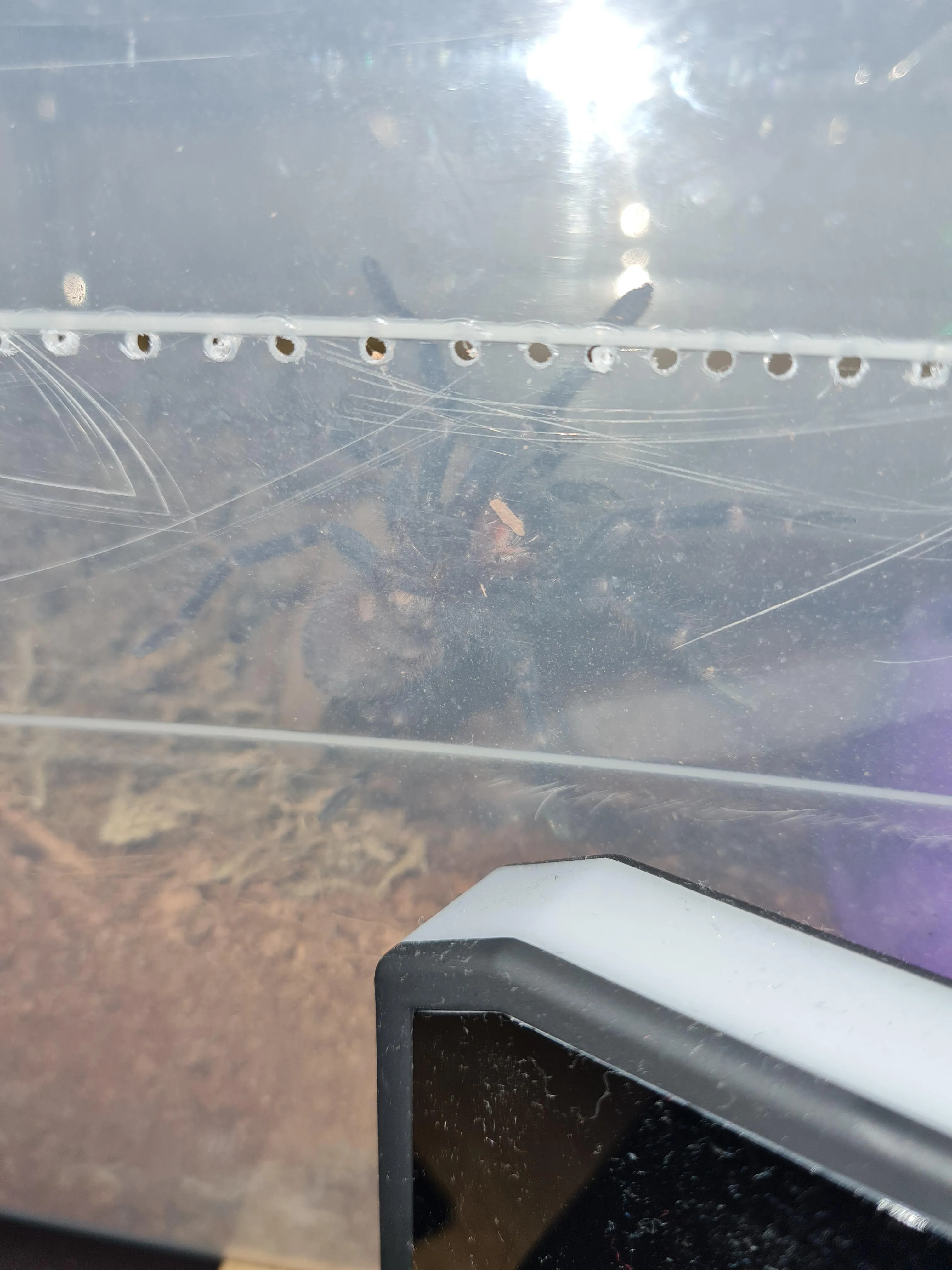 23577 tarantula anatomy
