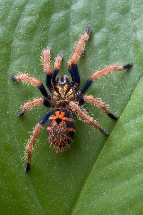 /img/23577-tarantula-hunting.webp