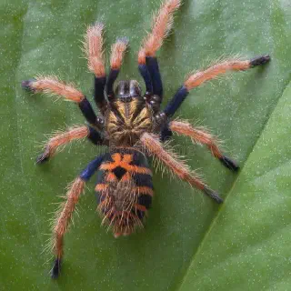 /img/23577-tarantula-hunting.webp