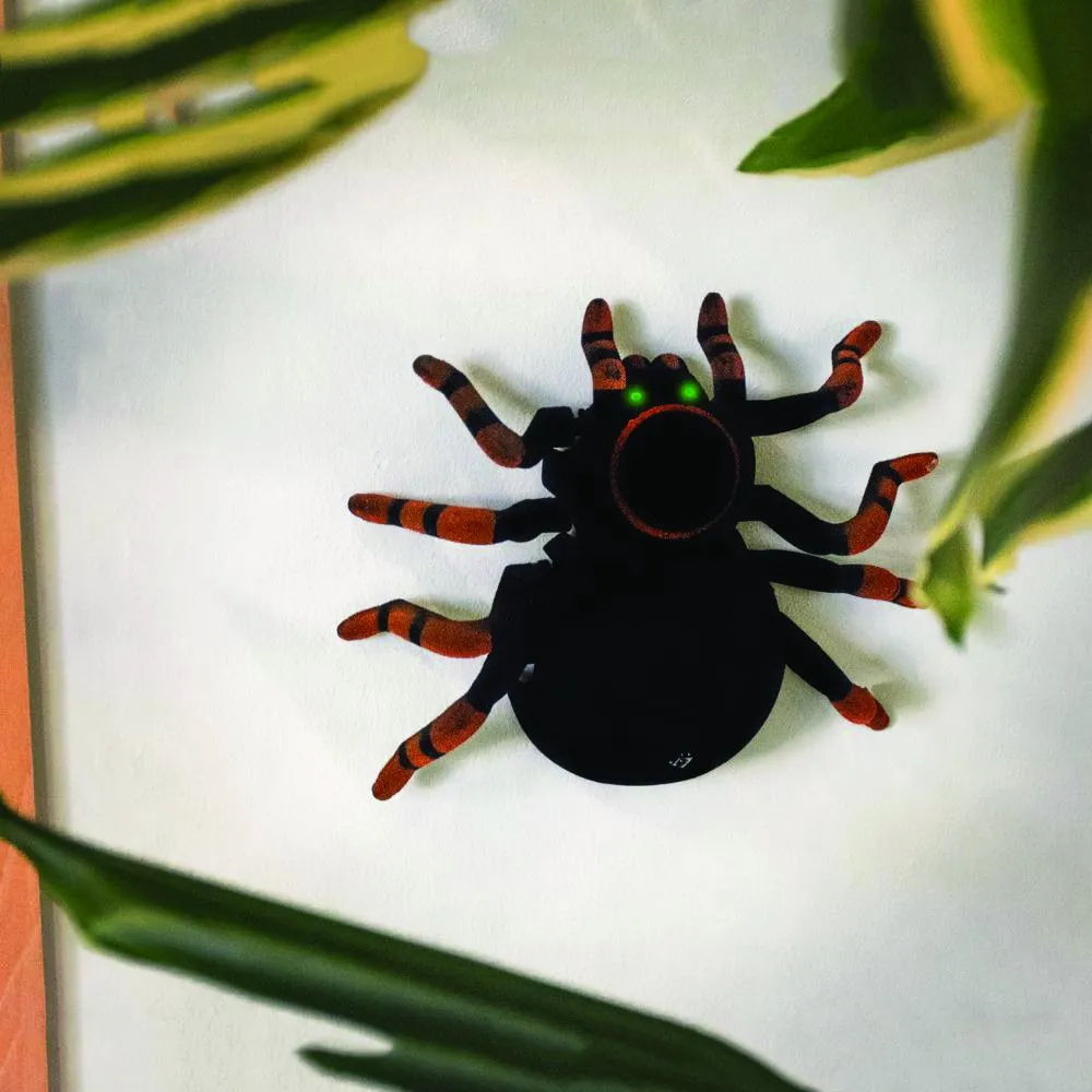 23577 tarantula tarsal claws