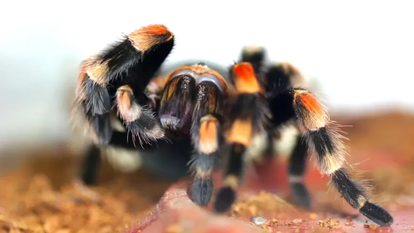 23578 tarantula feeding