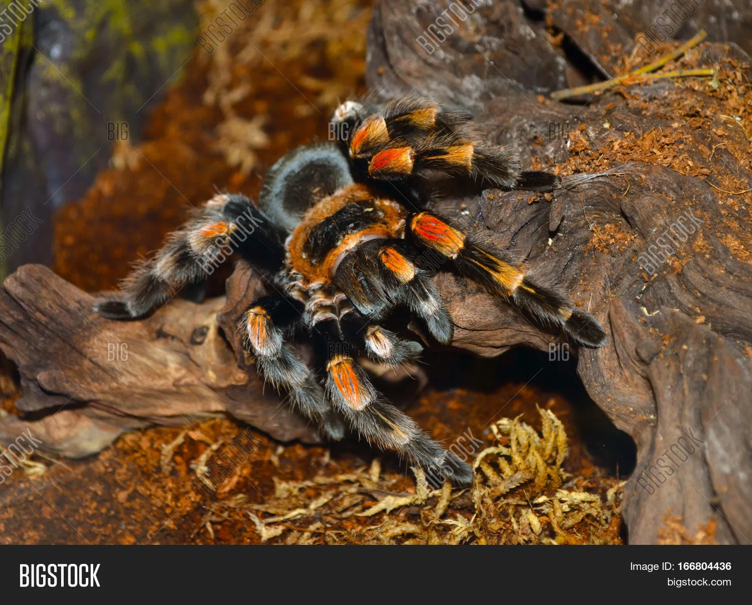 23578 tarantula habitat