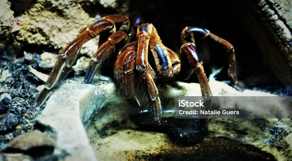 23578 tarantula mobility