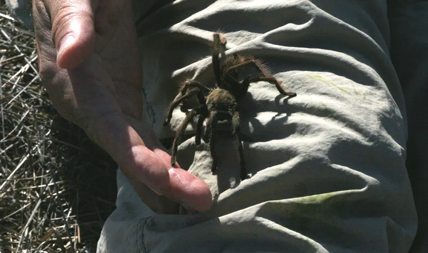 23578 tarantula molting